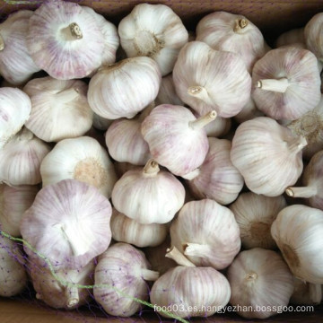 Fresh Jinxiang Garlic Buena Calidad